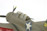 Douglas SBD Dauntless 1:48