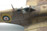 Supermarine Spitfire Mk VC BR112 RAF 1:48